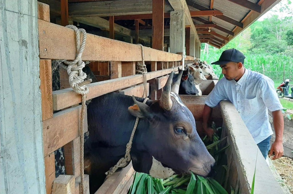 Tempat penggemukan sapi Sawiet yang menjadi BUMG Sawiet dulu