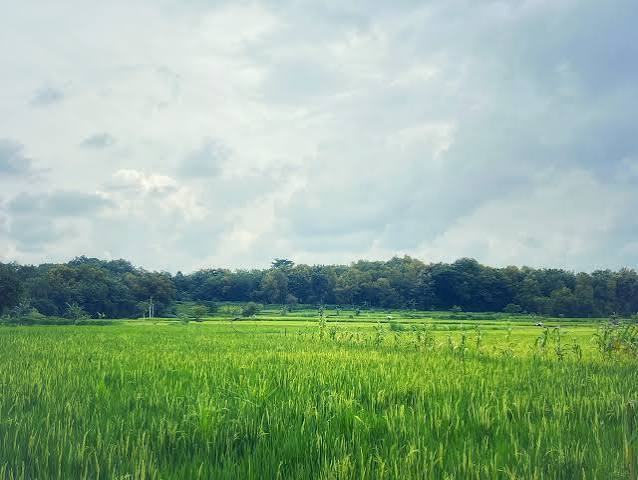 lahan pertanian masyarakat